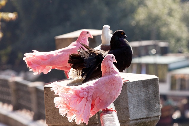 还有无懈可 还有无懈可